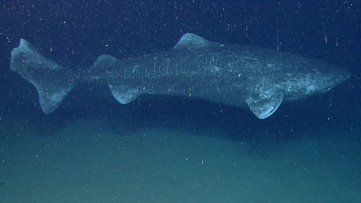 In the last couple minutes of the last dive of the field season we found the largest fish we have ever encountered with the ROV, a Greenland Shark.