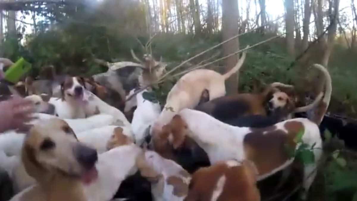 Video showing the Old Surrey Burstow & West Kent Hunt near Tunbridge Wells, Kent who supposedly killing a fox. See National copy NNHUNT: Animal rights activists claim they have recorded a fox being illegally hunted and killed by members of a hunt. The video appears to show a pack of dogs attacking a fox in woodland, before the fox is then removed from the hounds by a member of the Hunt Saboteurs Association. They have released a graphic video which appears to show hounds ripping a fox apart and disturbing images they say are of the dead animal with its insides hanging out.