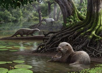 Artist's reconstruction of two individuals of Siamogale melilutra sp. nov., one of them feeding on a freshwater clam. The tapir in the background is Tapirus yunnanensis. Aquatic plants include water chestnut (Typha) and fox nut (Euryale) and the low shrub in foreground is Sichuan peppercorn (Zanthoxylum). See National News story NNOTTER: A wolf-sized otter weighing close to eight stones once roamed the Earth's ancient swamps, a new study revealed. The ancient species was almost as twice as large of present day otters and had features similar to an otter and a badger. It also had powerful jaws to crunch large shellfish and freshwater mollusks which would have been their main food. The otter named Siamogale melilutra lived some six million years ago and belongs to an ancient lineage of extinct otters, which goes back at least 18 million years.