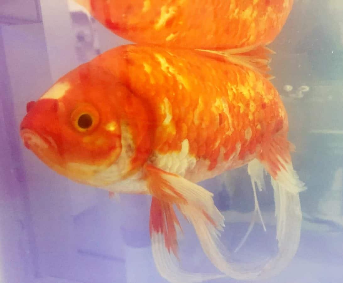 Nemo the goldfish who survived 20 minutes out of water. See SWNS story SWNEMO; Nemo the world's luckiest goldfish was saved after it escaped the jaws of a cat and survived 20 minutes out of water on a doorstep - close to a vets. The 12cm-long fish is thought to have been snatched from a garden pond by a cat who fancied it for its supper and left it outside a house. But he was found still barely damp and carried in a SHOEBOX to a nearby branch of City Vets in Exeter, Devon by rescuers who thought he was dead. He had suffered damage to his fins and scales and staff gave him antibiotics and an X-ray to see if there were any internal injuries.
