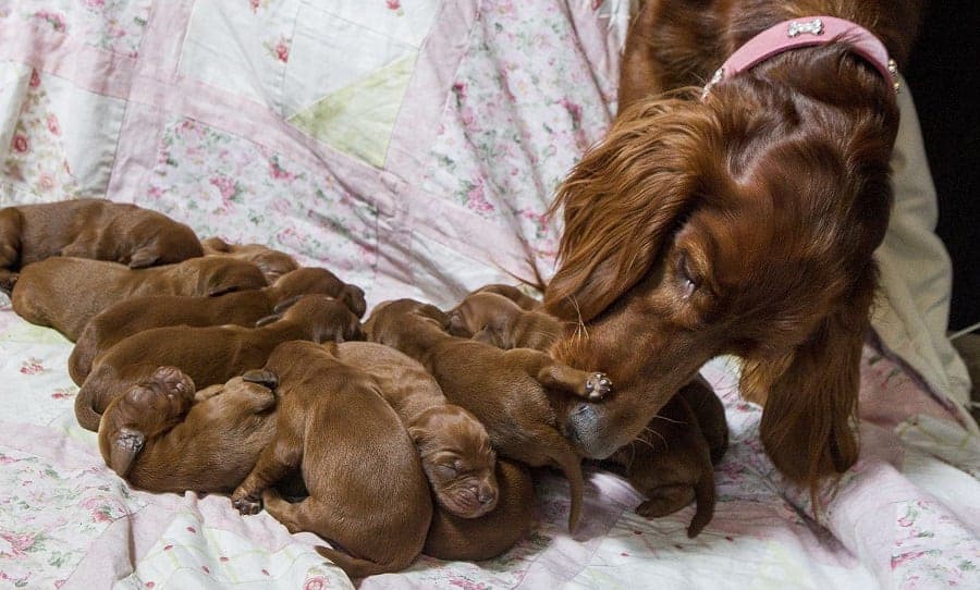 Two-year-old Irish Setter Poppy who gave birth to 15 puppies on Mothers Day. March 29 2017. See Centre Press story SWPUPPIES; A dog has given birth to 15 adorable puppies in what turned out to be a special Mother's Day. Poppy, an Irish Setter, was due to give birth to an estimated eight to 10 pups, but mum Lisa Wardle could not believe her eyes when the tiny dogs just kept coming. The 40-year-old from Galashiels said: "The dogs are all brilliant and Poppy is doing brilliant considering it's her first litter. "The vet told us she would have between eight and 10, but the record for the most puppies for a Setter was 16. I couldn't believe it when we counted them and realised she had 15." While the plan is to sell the puppies, Lisa's daughter Abi has taken one so that Poppy, 2, can still have contact with one of her babies.