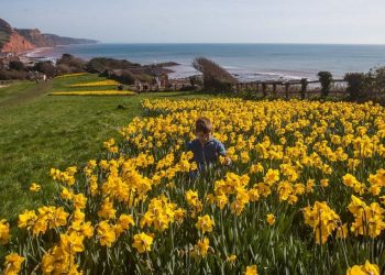Thomas aged 11, plays amongst daffodils that have come into bloom in Sidmouth, Devon. 13/03/2017  See SWNS story SWDAFFS; These photos show a seaside resort lit up by a stunning sea of daffodils thanks to the dying wish of a millionaire. Wealthy ex-pilot Keith Owen left £2.3m in his will to create a 'valley of a million bulbs' in Sidmouth in south Devon. Mr Owen, a US businessman, made the unusual bequest after falling in love with the pretty seaside town. His wish was fulfilled - and now the sweeping swathes of stunning daffodils illuminate the town each spring.