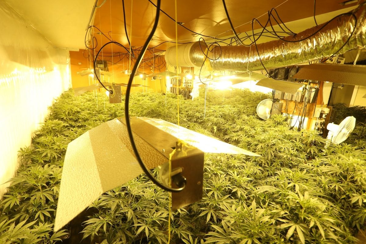 The cannabis farm discovered in Brinsley.  Cannabis plants with a street value of half a million pounds have been found inside a disused restaurant.  See NTI story NTIWEED.  Residents living near the former Farm House Restaurant in Brinsley - which has been disused for more than a year - had believed it was being renovated, with workers boarding up the site around two months ago.  But after Nottinghamshire Police were alerted about excessive electricity use from the property by Western Power Distribution, officers kicked down the doors of the Cordy Lane site on Wednesday morning to find more than 1,000 cannabis plants growing inside.  The plants were being grown through some 10 rooms spread over two floors.