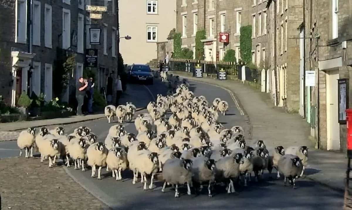 This baaaaa-rmy footage shows a parade of 200 ewes trotting from the top of a tiny village to lamb in a field below in a 90-year-old tradition that marks the start of spring. See Ross Parry story RPYSHEEP; The pregnant sheep on Hodgson's farm in Askrigg in the Yorkshire Dales make the two mile journey downhill over five days every year to move to a safe sheltered field to give birth to their lambs. The journey through the steep village, which has a population of just 550, in North Yorks., is made in three stages to give the ewes, who are ready to drop, ample rest during their relocation. The move causes such a spectacle that locals and tourists in the village, made famous by the 80s TV show All Creatures Great and Small, flock to the streets to watch the procession. Farmer's wife, Heather Hodgson, 45, told how the whole family get in on the act with eldest daughter Chloe, 6, heading the herd by opening up the gates. Chloe even dressed especially for the occasion are wore her Elsa dress, from the film Frozen. Next in line is father-in-law, David Hodgson, 69, who runs the farm with Heather's husband, James, 43, driving the tractor carrying son, Ro, 11, who was throwing ewe nuts to the sheep to encourage them to follow. Bringing up the rear was farmer James, Heather, their youngest daughter, Jo, 4, and their sheepdog, Max, 8.