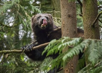 Incredibly rare shots of a wolverine were taken by photographer Sam Hobson on the Sony RX10 III, which features an extended 600mm super-telephoto zoom lens and silent shutter capability, to ensure the endangered animal was not disturbed. Sony has worked with a number of award winning nature photographers to capture some of the mammals and birds on the IUCN’s (International Union for Conservation of Nature) ‘Red List’ - which highlights species across the globe at risk of extinction. This spring across Europe UK photographer and finalist in the Wildlife Photographer of the Year 2014 and 2016 Sam Hobson, award-winning Finnish wildlife photographer Lassi Rautiainen, Spanish nature photographer Javier Alonso Huerta, Swiss wildlife photographer Markus P. Stähli and nature photographer Gustav Kiburg captured stunning imagery of these animals in their natural environment. The ‘rare’ collection of photographs captures some of the rarest mammals and birds in the world; as part of Sony’s ongoing commitment to support the protection of wildlife.