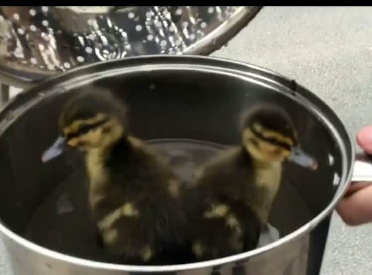 Footage captures the adorable moment two ducklings were scooped up in a metal sieve after falling down the drain. See Ross Parry story RPYDUCK; The ducklings were then placed into a large metal pan half filled with water. The mother duck watched on anxiously as she 'yelled', paced back and forth, and ran up to the rescuers when they pulled out her children.