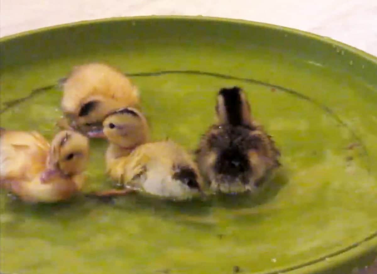 This cute video shows a brood of ducklings taking to the water for the first time - in an upturned plant saucer.  See SWNS story SWDUCKS.  The clip captures the incredible natural instincts of the birds after they were hatched as part of a school educational programme.  Despite not having their mother to follow, the youngsters are drawn to a small upturned plant saucer bought at Wilko.  The chicks are visibly excited by the water and nervously run around the saucer before finally plucking up the courage to dive in.  IT consultant Dave Stovell, 51, shot the footage at his home in Chippenham, Wilts., where the eggs were incubated as part of the Hatching for Schools project.