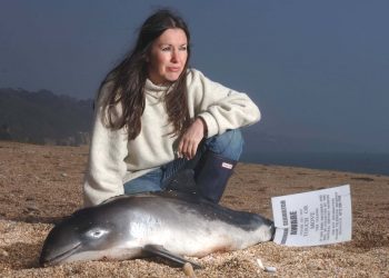 FILE PICTURE - Campaigner Lindy Hingley at Slapton Sands with a rare infant porpoise that was washed up on the beach. See SWNS story SWDOLPHIN; Wildlife campaigners fear that more dolphins will be found washed up dead on British beaches - because of BREXIT. Almost 200 dolphins and porpoises have been found dead on Cornish beaches already this year with the sharpest-ever rise recorded between January and April. Most of the protection for the mammals comes from the EU but once we leave campaigners say even more will die with no replacement legislation currently proposed. A petition urging Fisheries Minister George Eustice to put laws in place protecting dolphins, porpoises and whales once Britain leaves the EU has now got nearly 55,000 signatures.