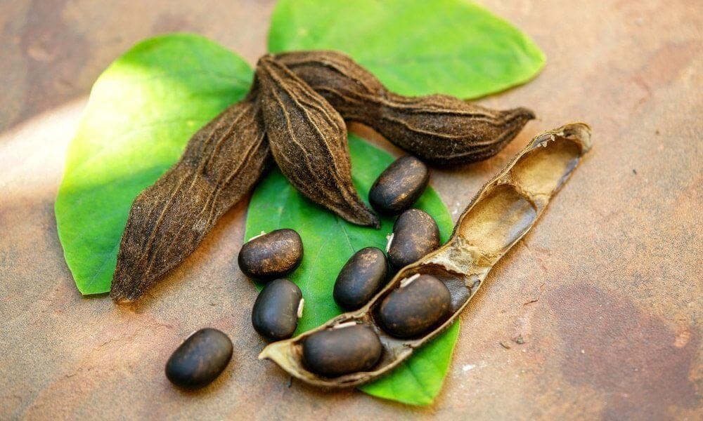 Ever heard of velvet bean? Here are 5 reasons why you should!