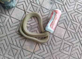 Vets saved a cobra which had been stuck inside a can of beer of four days. See SWNS story SWCOBRA; The highly venomous reptile had been crashing around the inside of an abandoned water tank with its head stuck inside an empty can of Budweiser. The terrified snake had almost slit its own throat and vets painstakingly cut away the metal and performed a two-hour op to stitch it back to health. The thirsty cobra found in the tank in Bhubaneshwar city in the southern Indian state of Odisha is expected to make a full recovery in around a month. Rescuer Subhendu Mallick, who took the cobra to vets at the Orissa University of Agriculture and Technology, said: "The cobra will be completely fine in one month. "If need be the snake may undergo another surgery. However, it is out of danger now, said Prof Jena. Such incidents, wherein snakes sustain injuries after getting their heads stuck in cans, are on the rise, said Subhendu Mallick. They usually venture inside cans in search of water.