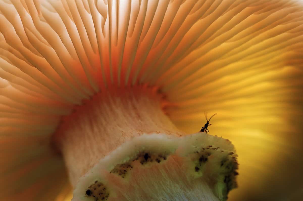 of the fungi.