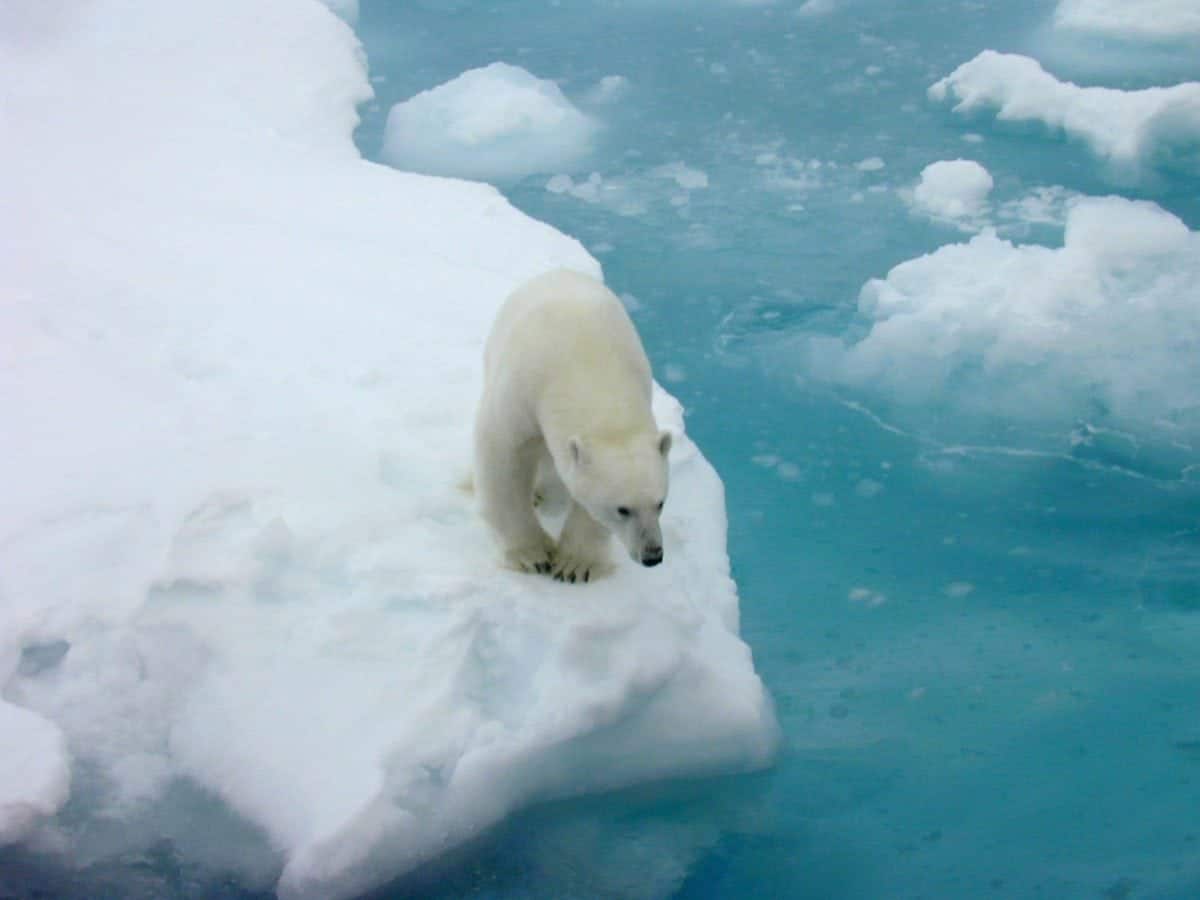 polar bear on iceberg