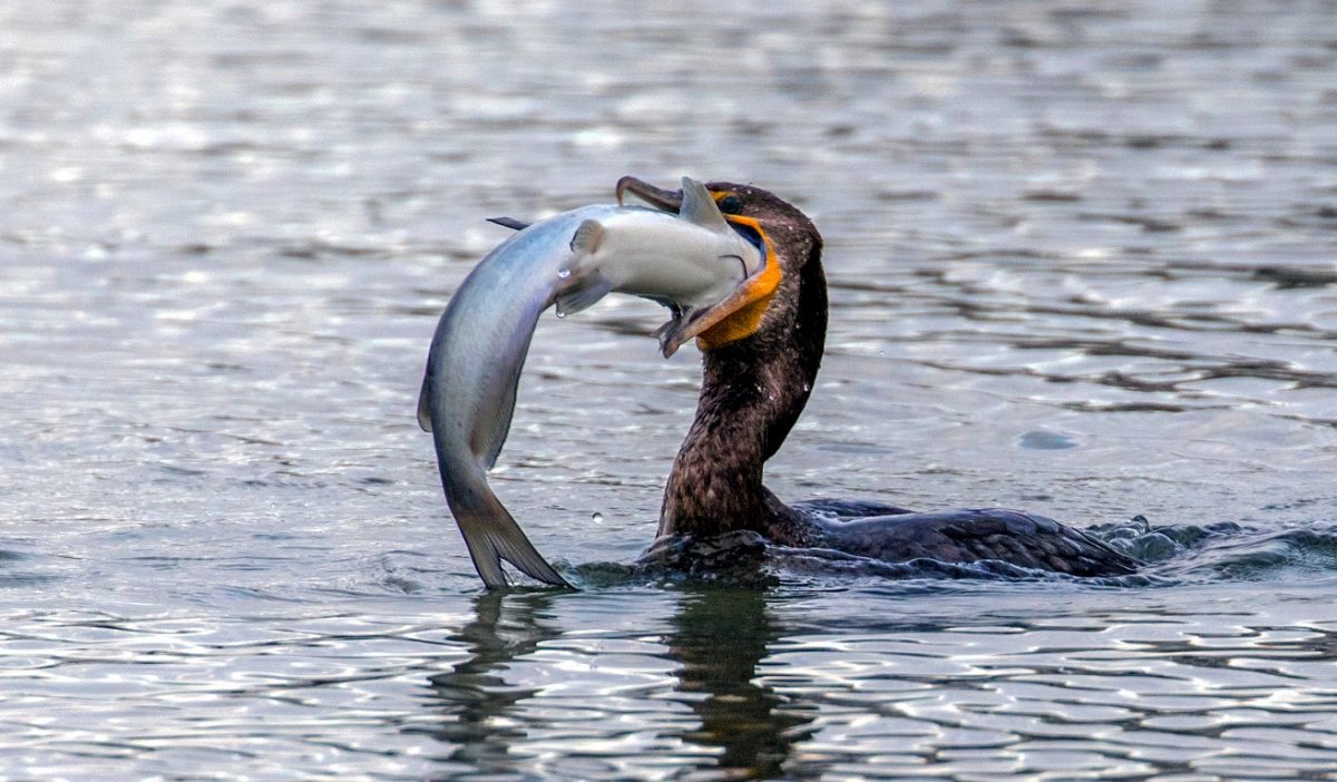 The bird caught a giant fish & Top impressive videos about birds this week