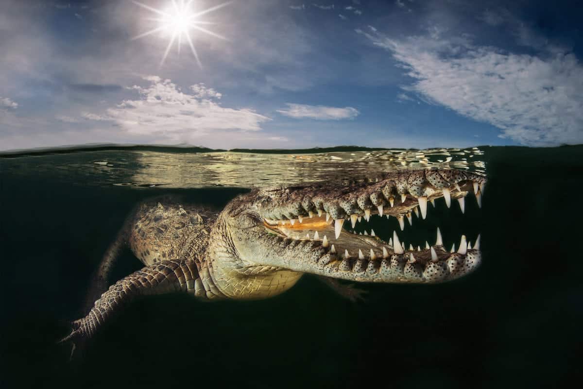 EMBARGOED UNTIL 00.01AM TUES APRIL 3 2018. A Mangrove lived american crocodile. See National copy NNDIVE: From a crocodile close-up to a rare shot of a deep-sea fish larva, these are just some of the amazing prize winning underwater pictures in a worldwide competition. More than 6,000 pictures were entered for the underwaterphotography.com contest across 17 categories - from macro close-ups to wide angle shots, with two Brits claiming gold medals. One of these was Tom St George who scooped a gold in the Wide Angle/Marine Life category with his shot of a American Crocodile in Banco Chinchorro Mexico, so close you can count the teeth.