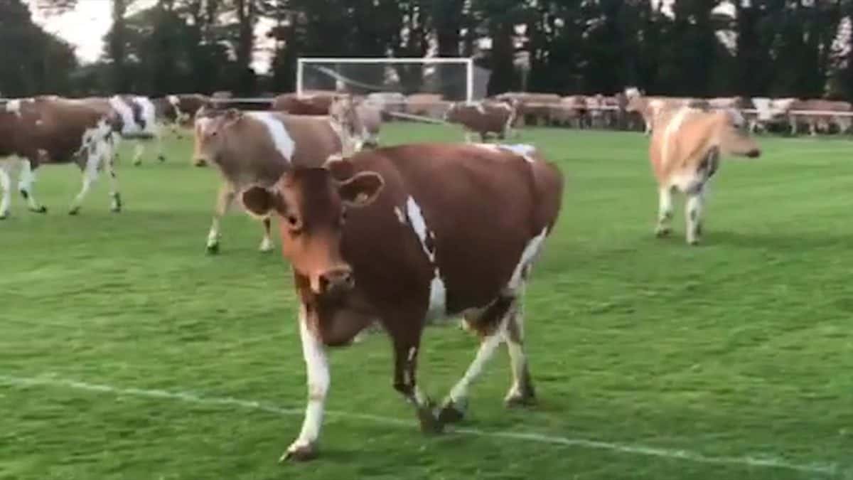 Cows invade pitch in Thrive Physiotherapy FC v Centrals Guernsey football match