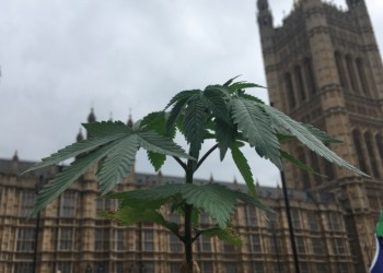 cannabis parliament