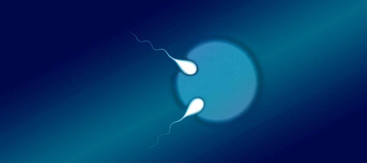 Sperm enters egg