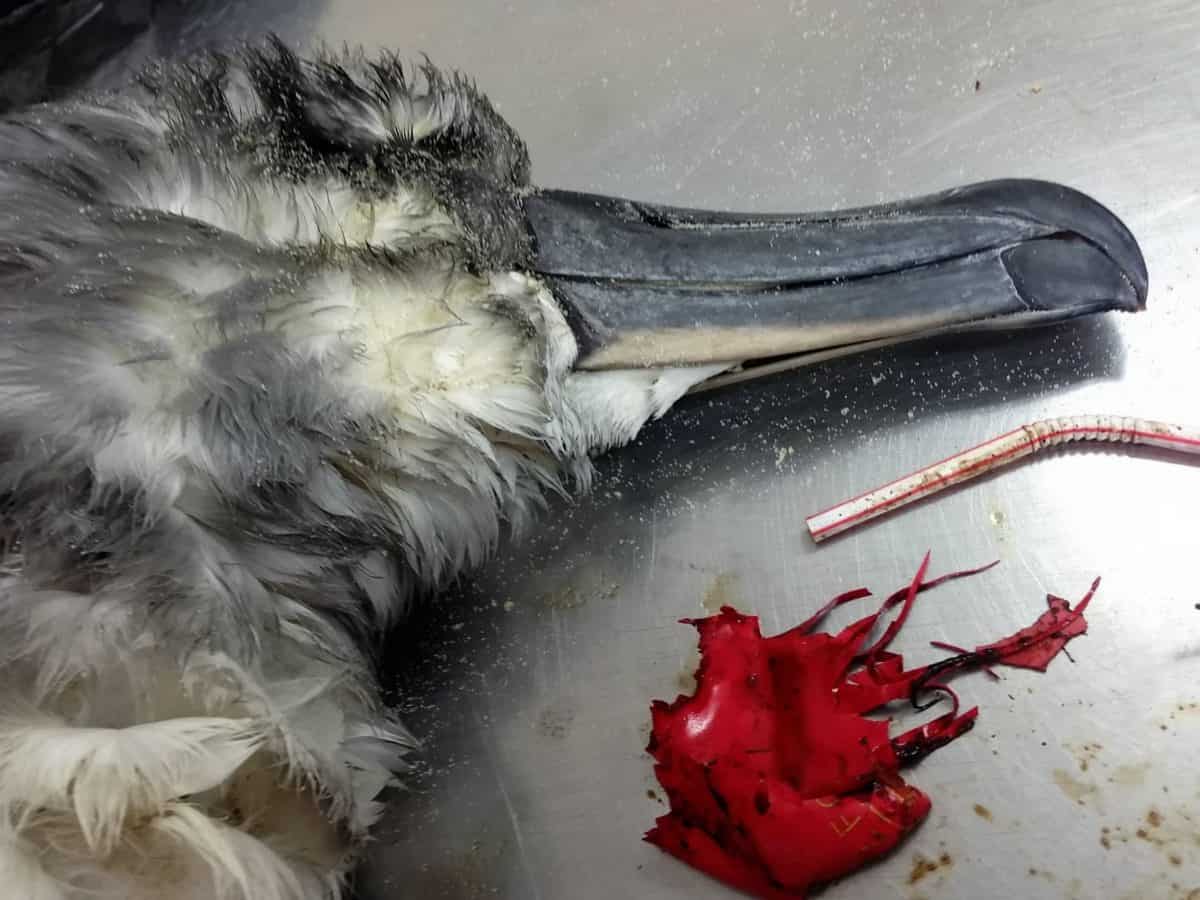Grey headed albatross autopsy with balloon debris (Lauren Roman)