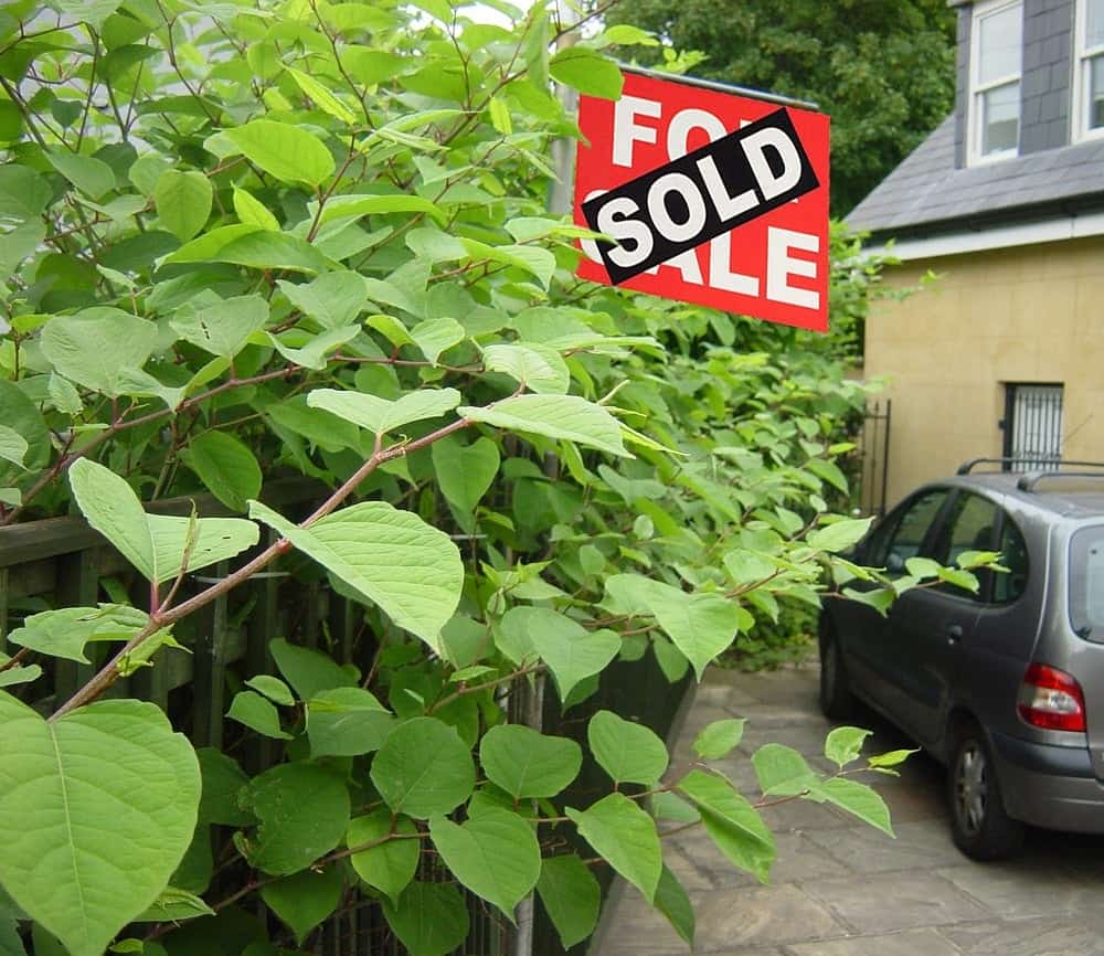 Japanese knotweed along the road