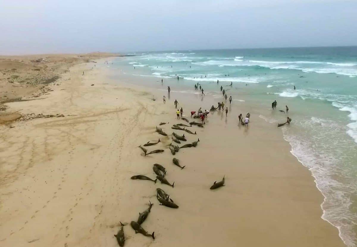 In this image made from video provided by Elton Neves and taken on Tuesday, Sept. 24, 2019, dead dolphins are seen on a beach on Boa Vista Island, Cape Verde. Authorities in the Cape Verde islands are waiting for experts from Spain to help determine why more than 100 dolphins died on a local beach.  Local media report that around 200 melon-headed dolphins were found on a beach on Boa Vista island on Tuesday. Officials, residents and tourists managed to drag some of them back out to sea, but many returned. (Elton Neves via AP)