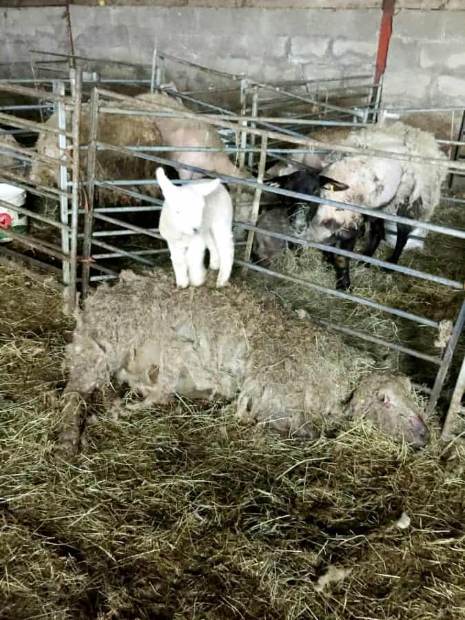 Owner of farm dubbed 'hell farm' by RSPCA appeals appeals charges of  'horrific' animal cruelty