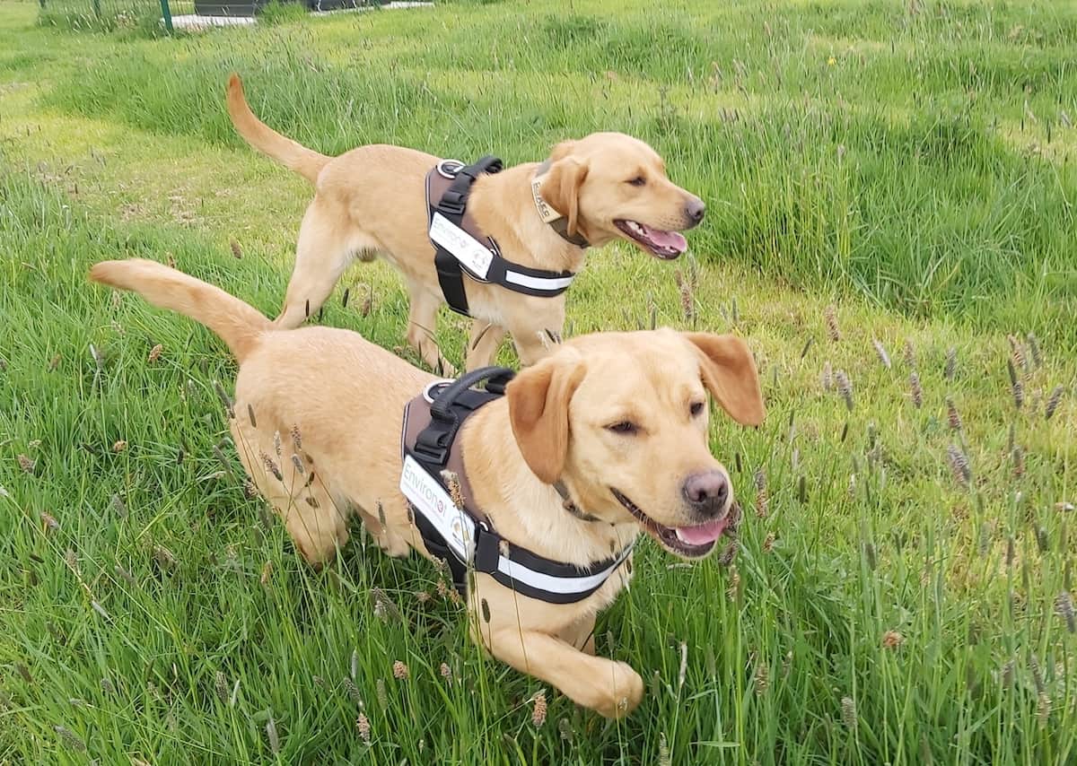 Environet's Detection Dogs - TLE Property