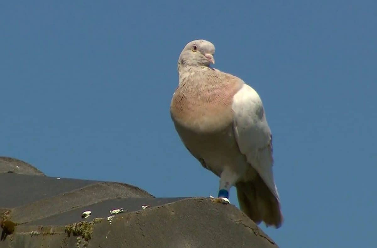 The racing pigeon sits on a rooftop in Melbourne, Australia (Channel 9/AP)