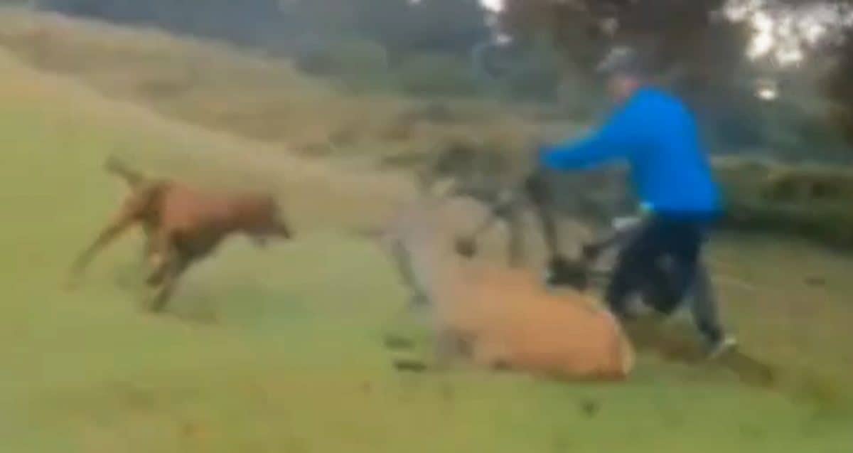 Frame taken from video dated 1/10/2020 and released by London's Metropolitan Police of a red setter dog attacking a deer in Richmond Park. Despite the efforts of passing cyclists the animal suffered significant injuries and was later put down by a gamekeeper. The dog's owner, Franck Hiribarne, 44, from Kingston, pleaded guilty of causing/permitting an animal they were in charge of to injure another animal in a Royal Park and was handed a total fine of £602. Issue date: Monday January 18, 2021.