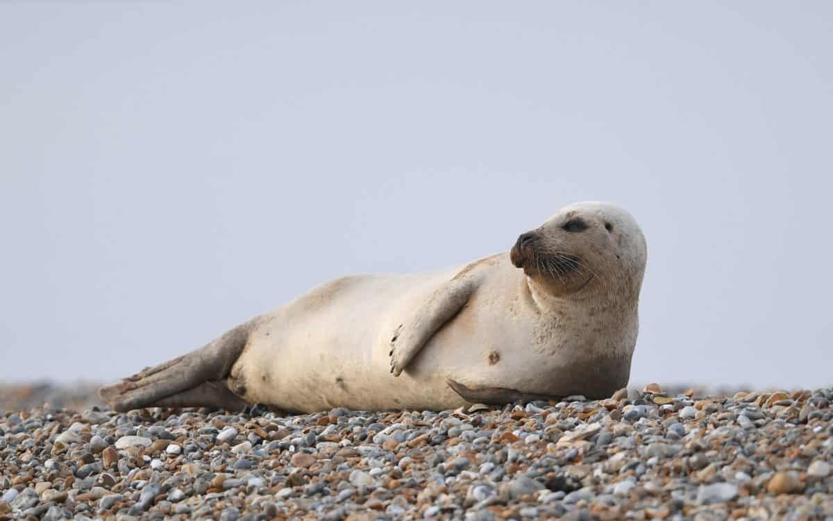 A common seal at Blakeney Point on the Norfolk coast - Credit;PA
