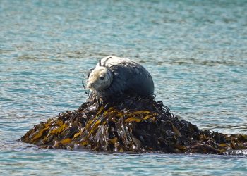 A seal spotted with a plastic crab pot stuck around its neck. Credit;SWNS
