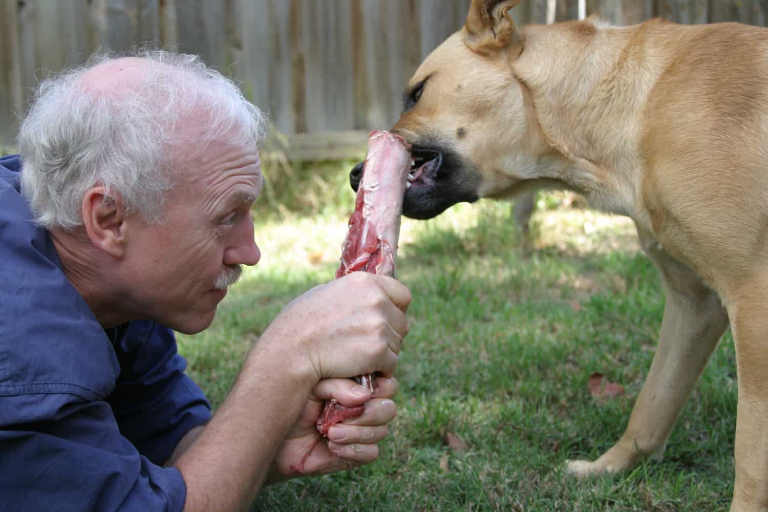 Dr Tom Lonsdale feeds a dog a raw meaty bone